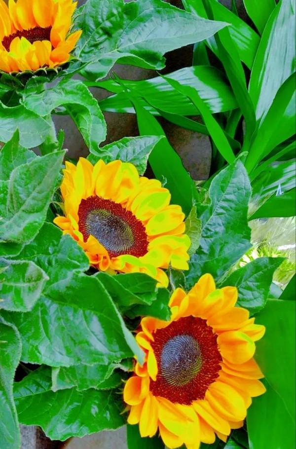 超乎尋常的親族,漠不相干的路人 超乎尋常的親族,漠不相干的路人