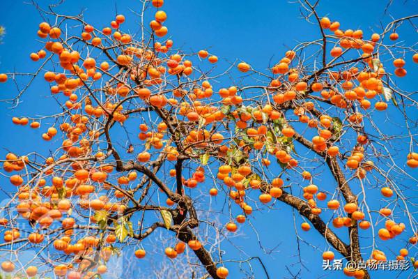 廣東客家人最多的縣,戶籍人口1524184人,山水如畫故鄉柿子味美 廣東客家人最多的縣,戶籍人口1524184人,山水如畫故鄉柿子味美