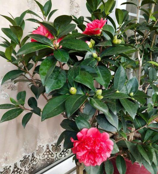 7種“吉利花”，冷天“扦插”更合適，溫度合適“利於”生根