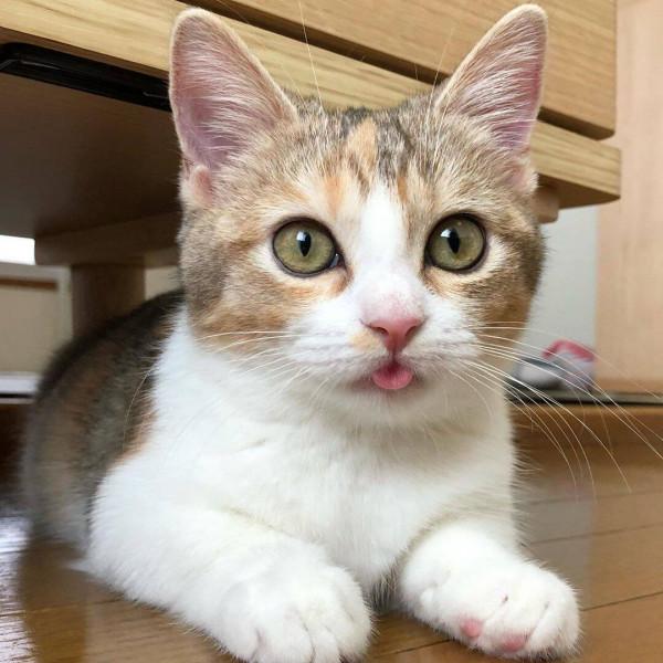 土貓土狗遍地都是，有什麼可曬的？養寵的意義究竟是什麼？