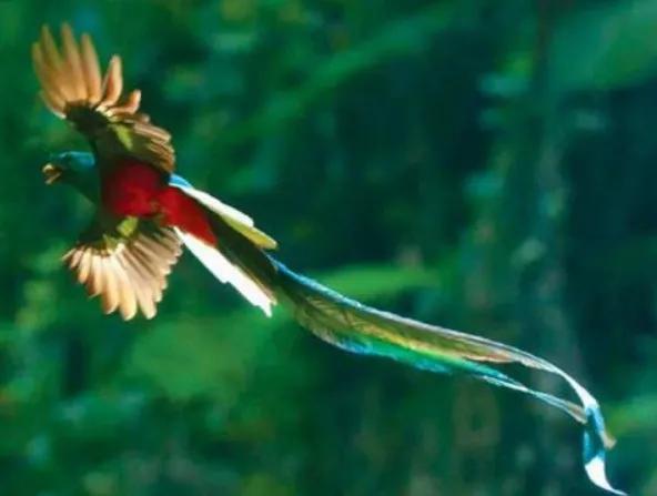 分享圖片：比鳳凰還美麗的鳥三十多款