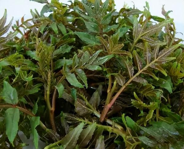 4月吃“春芽”，9種長在樹上的野菜，若你的家鄉也有，記得抓緊吃