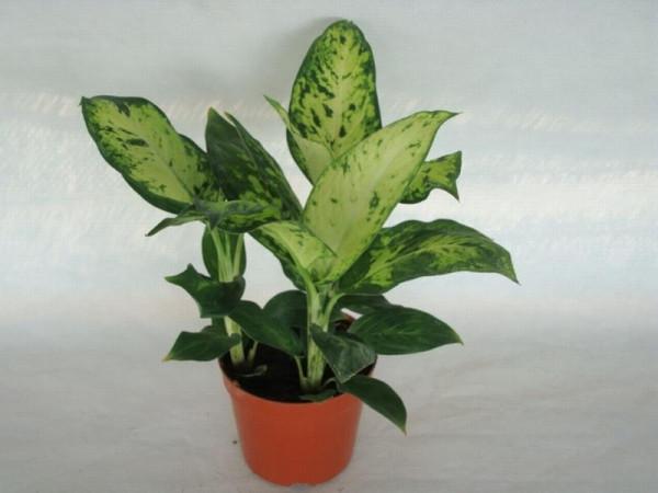 種耐陰花,葉子美得像油畫,放角落也能爆盆 種耐陰花,葉子美得像油畫,放角落也能爆盆