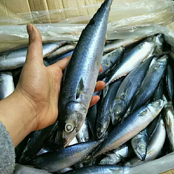 進入冬季,不管有錢沒錢,這5種海魚多給家人吃,營養豐富純天然 進入冬季,不管有錢沒錢,這5種海魚多給家人吃,營養豐富純天然