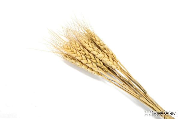 冬至進食餃子——當心小麥過敏 冬至進食餃子——當心小麥過敏