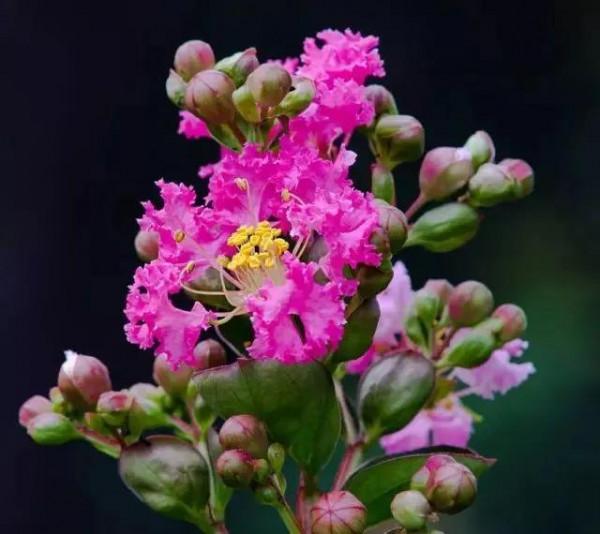 分享——紫薇花