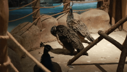 終於打卡了那個不可思議的萌寵館！你們會養這些奇葩寵物嗎？