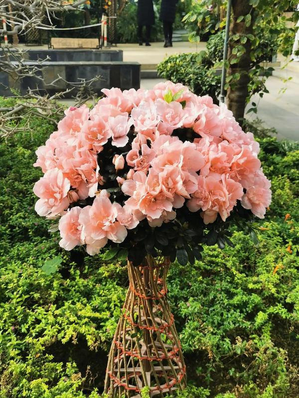 蝴蝶蘭花兒開，美好又可愛