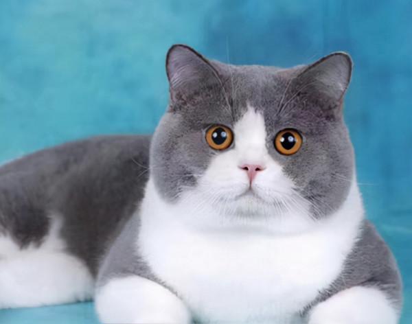 品種溯源識別系列之:英國短毛貓 品種溯源識別系列之:英國短毛貓