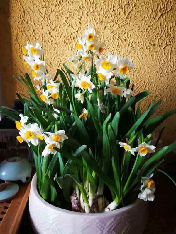 7種“帶毒花”，汁液毒性大，喜歡養在家裡，最好少動它