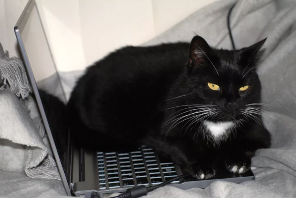 老婆養的貓好凶，我偷偷給她換隻脾氣好的，6年了她都沒發現