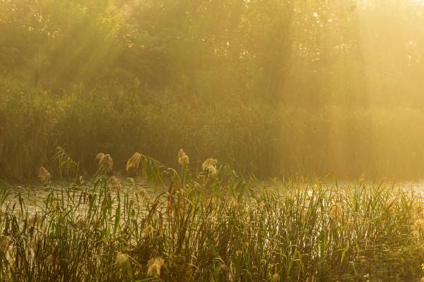 深秋,鄉村晨霧 深秋,鄉村晨霧