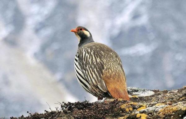祁連山，野生動物復興的淨土，雪豹、棕熊、野犛牛等珍稀動物出現