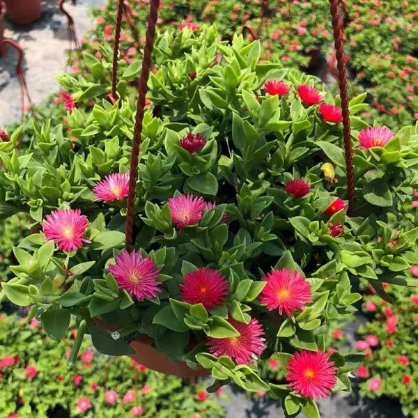 8種花“作用大”,香氣滿屋能泡茶,你養著花漂亮,花養著你健康 8種花“作用大”,香氣滿屋能泡茶,你養著花漂亮,花養著你健康