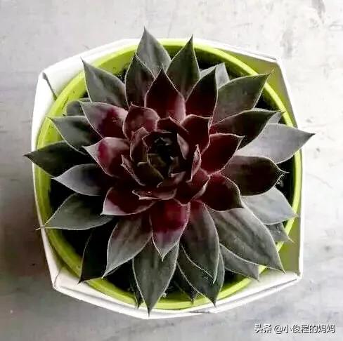 分享——石蓮花