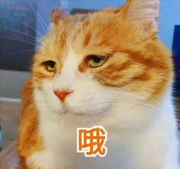 喵星人可愛表情包來了