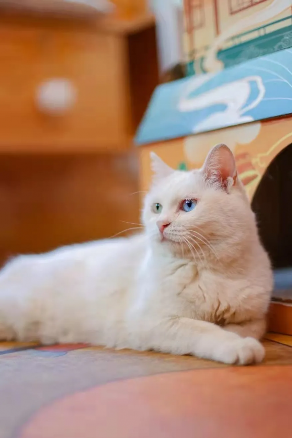 我 · 美食博主 · 觀復煎蛋