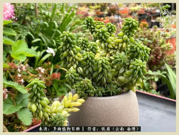 正是花好月圓時，再訪楊姐的屋頂花園