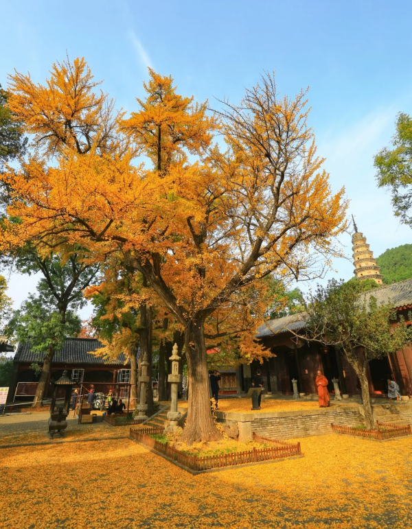 古剎金秋 醉美靈巖｜濟南靈巖寺的深秋，五彩斑斕，已美成油畫！