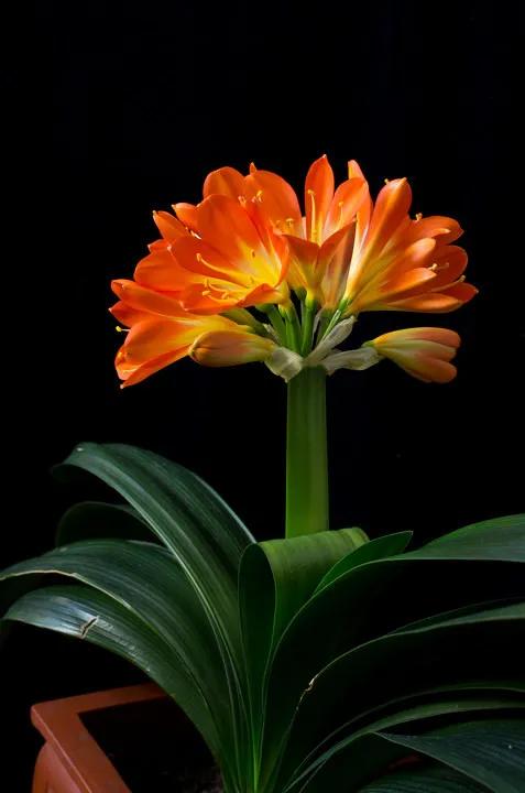 分享圖片：醉美君子蘭