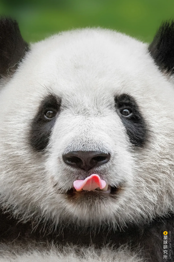 四川從哪裡來? 四川從哪裡來?