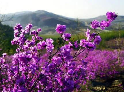 分享——杜鵑花
