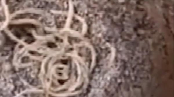 1985年小村莊挖出大型墓葬群，陪葬品價值連城，距今已經5300多年