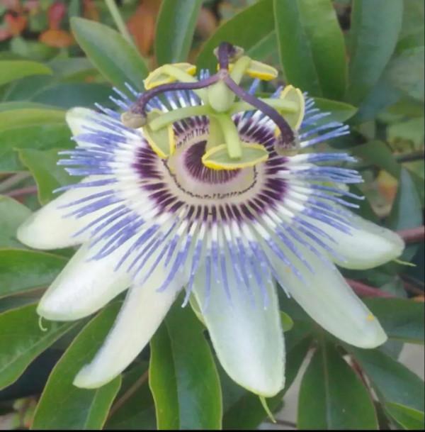 分享圖片&mdash;&mdash;奇美的花卉