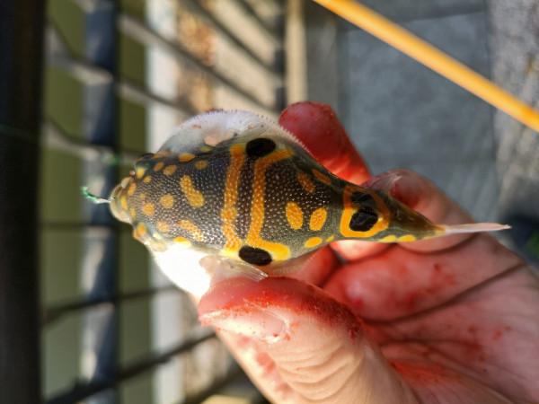 苦守大魚不如改變釣法，說不定也會有驚喜