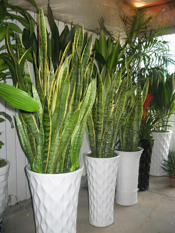 虎皮蘭有“3喜3怕”,做對了,葉片槓槓厚,爆滿小崽子,真好看 虎皮蘭有“3喜3怕”,做對了,葉片槓槓厚,爆滿小崽子,真好看