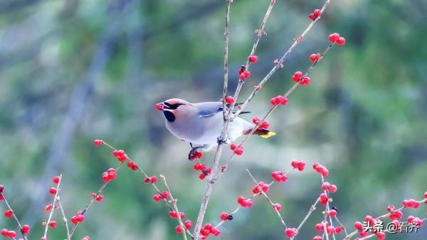 皚皚白雪冬日精靈——大批太平鳥遷徙鶴城
