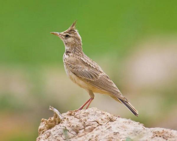 七十年代農村那些熟悉的鳥兒