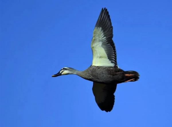 我與斑嘴鴨的情緣