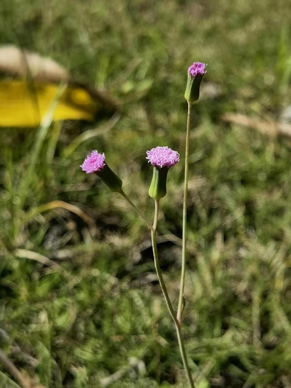 順手留影,我的貼身相機華為 Mate 40 pro+ 順手留影,我的貼身相機華為 Mate 40 pro+