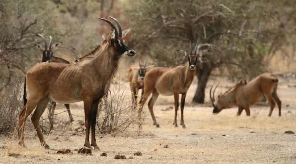 世界美景,我們共賞@非洲獅據點彭賈裡公園 世界美景,我們共賞@非洲獅據點彭賈裡公園