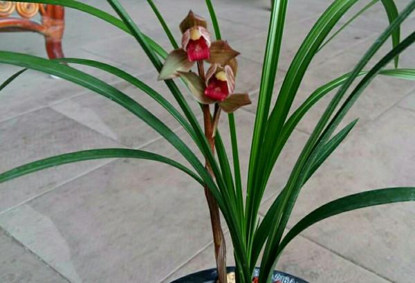 2004年，一盆蘭花報出160萬元的天價，蘭友：是不是多寫了兩個零