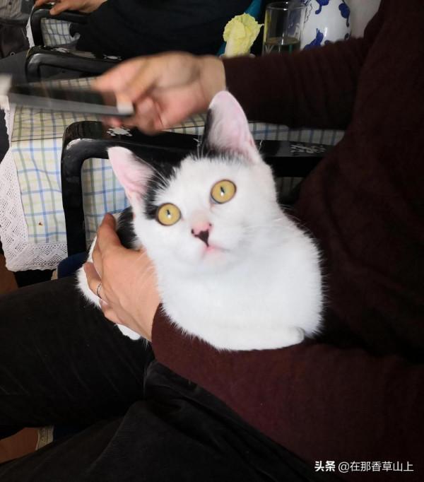 那隻叫元寶的貓 那隻叫元寶的貓