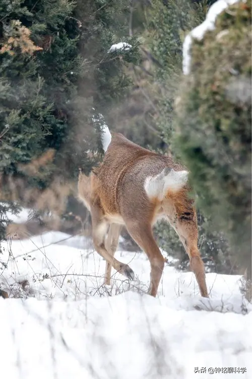 傻狍子摔劈叉！狍子傻到這份上都沒滅絕，為什麼遇到人類就慫了？