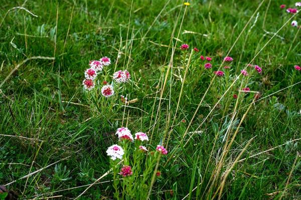 標緻4008環青海長測Day9：鳥島叫“蚊子島”，沿青海沿線達剛察！