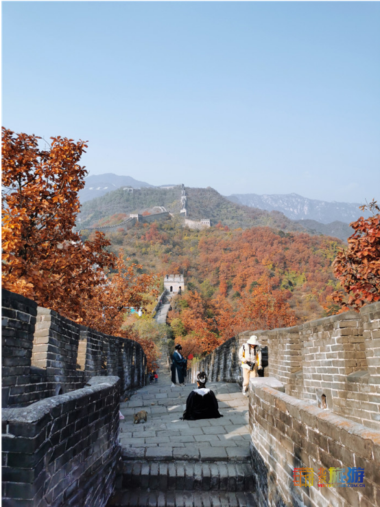 領略深秋慕田峪長城的層林盡染 感受明長城文化的精華 領略深秋慕田峪長城的層林盡染 感受明長城文化的精華