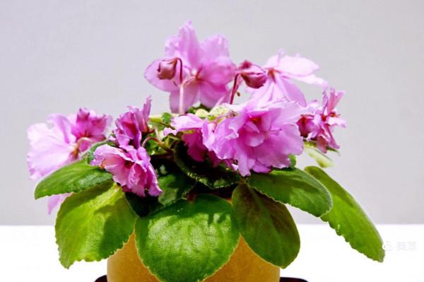 非洲紫羅蘭～永恆的愛