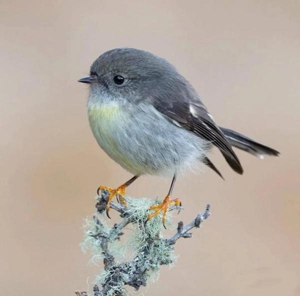 分享——最珍貴罕見的鳥