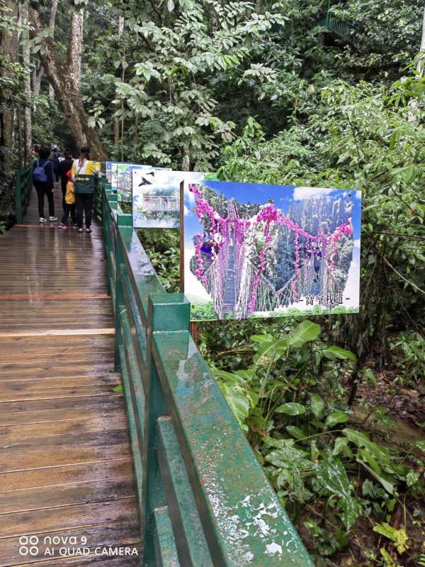西雙版納原始森林公園原始森林…