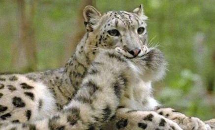 動物的迷之可愛習性，企鵝認人做&OpenCurlyDoubleQuote;大哥&rdquo;，小熊貓的威嚇認真的？