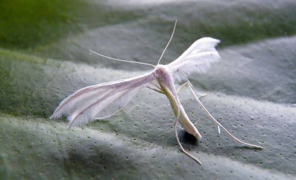 瞧,牆上有隻“T”字型的飛蟲 瞧,牆上有隻“T”字型的飛蟲