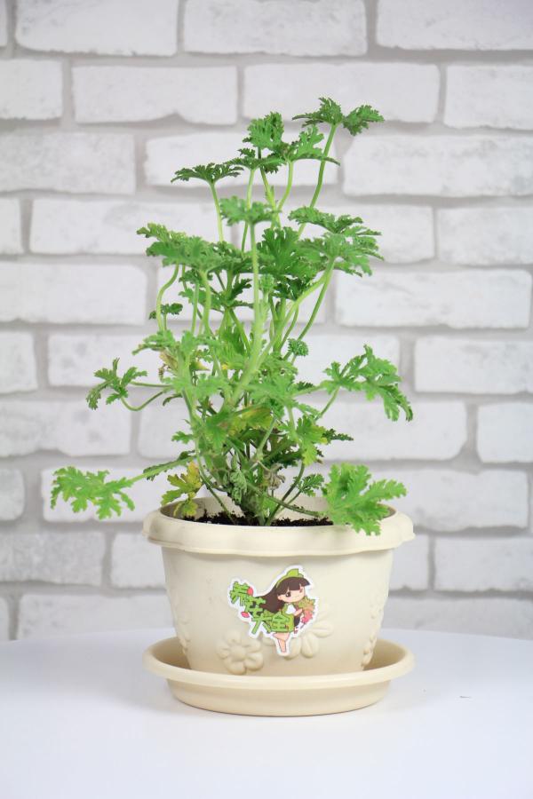 秋天家裡養3種花，乾乾淨淨不生蟲，省了一筆殺蟲藥錢