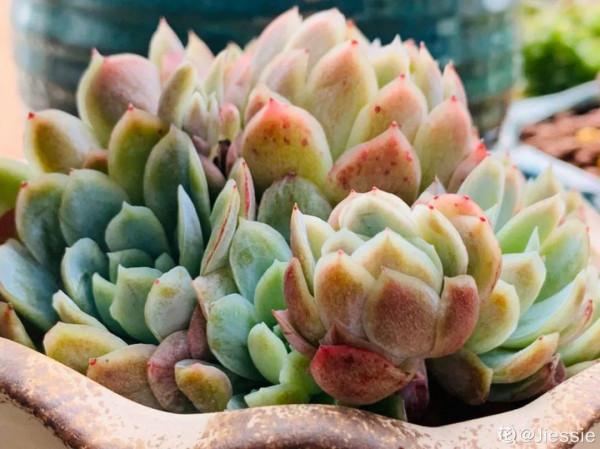 屋裡養盆“香水花”,活脫脫的“活香水”,滿屋香味還特別耐寒 屋裡養盆“香水花”,活脫脫的“活香水”,滿屋香味還特別耐寒