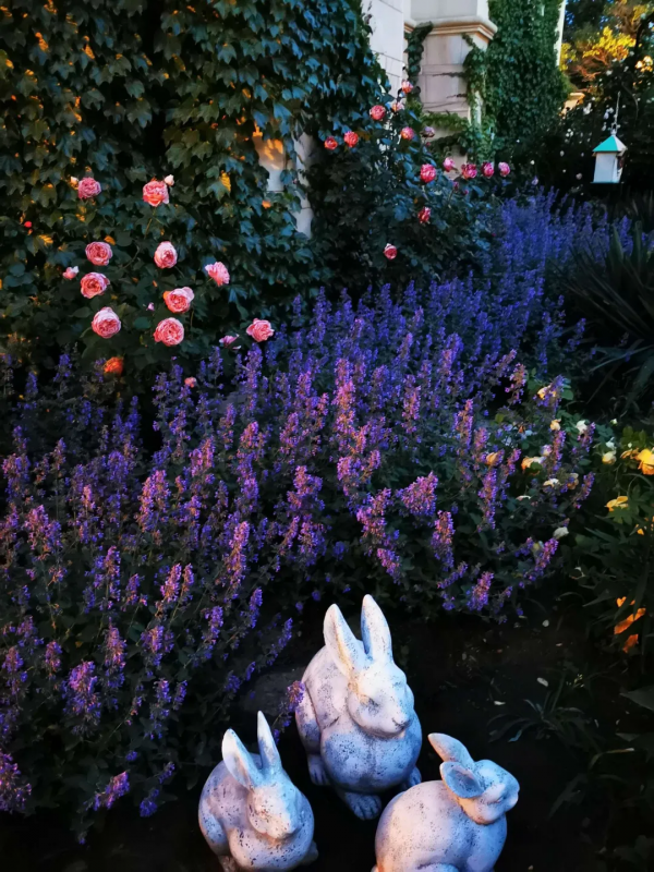 東北花友走遍歐洲著名花園,回國後建了座四季有花的北方花園 東北花友走遍歐洲著名花園,回國後建了座四季有花的北方花園