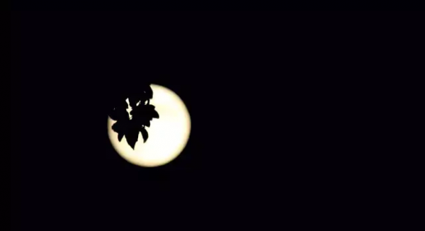 林志洪|圓的聯想 林志洪|圓的聯想