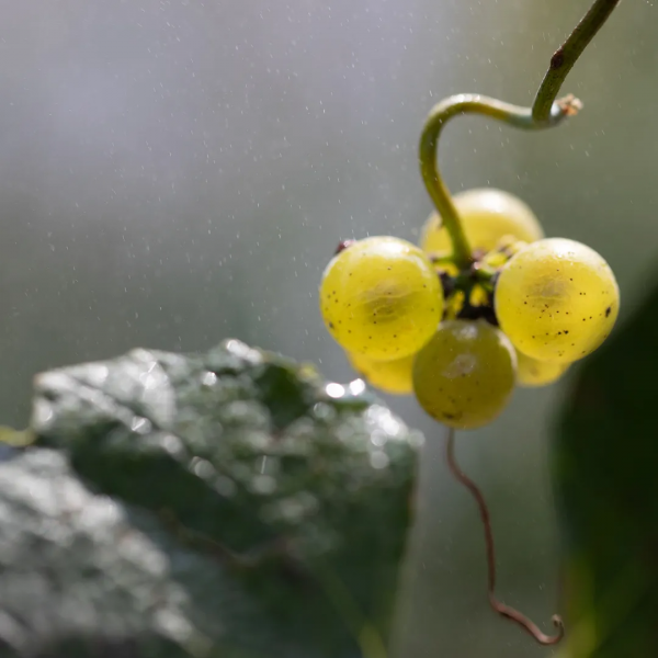 大美風土——探尋中國葡萄酒家園之九頂莊園